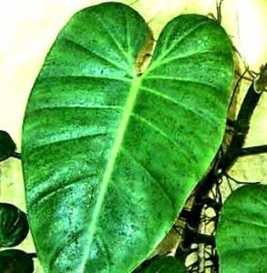 Комнатное Растение Филодендрон Фото