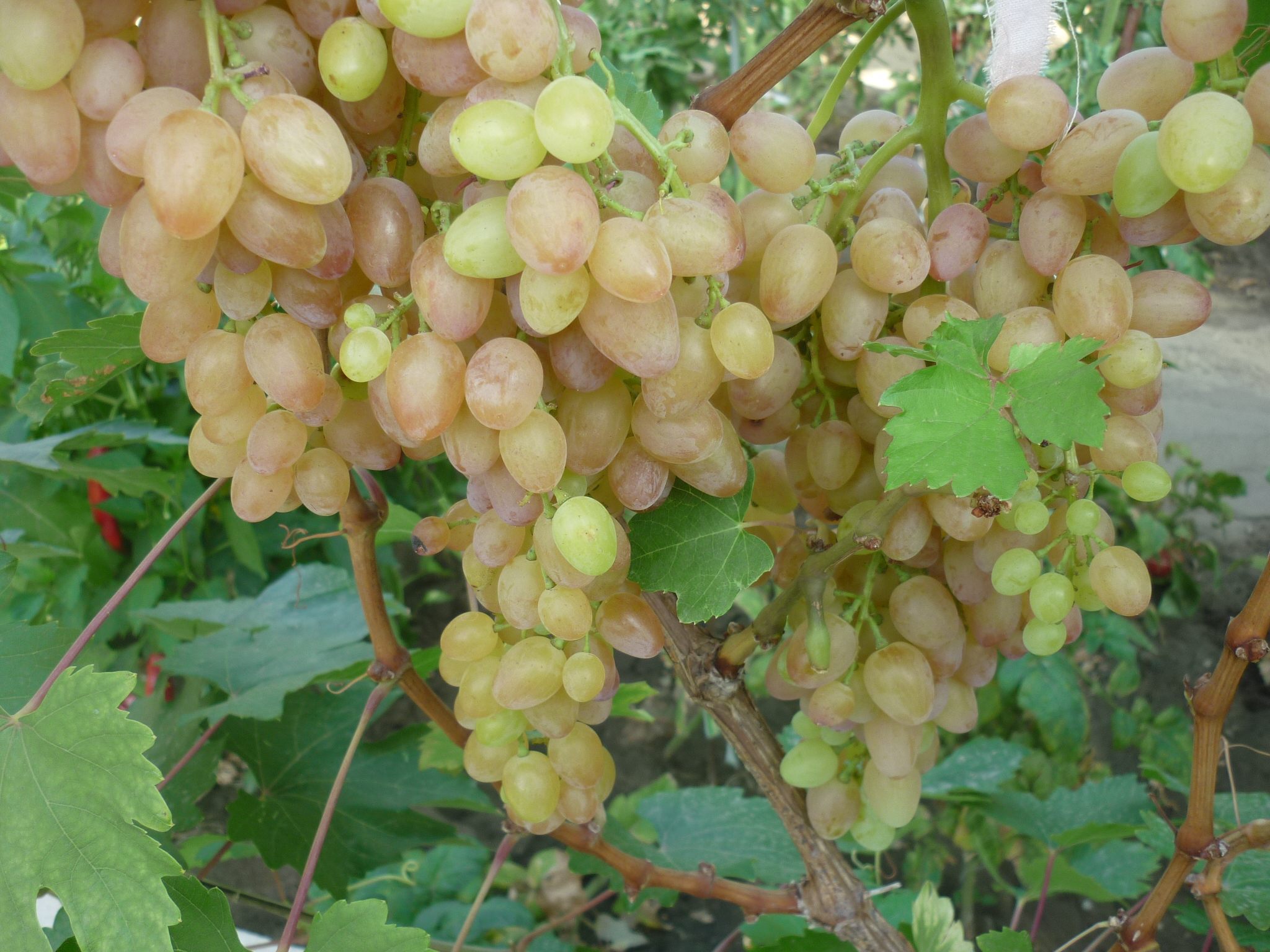 Выдаем секреты опыления кистей винограда
