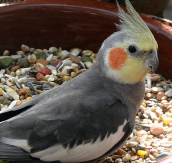 Чем кормить домашних попугаев, выбираем корм