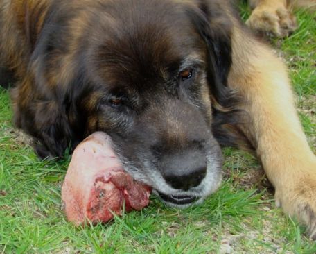 Питание собаки, чем нельзя кормить собаку, а чем можно