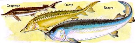Виды осетровых рыб, особенности