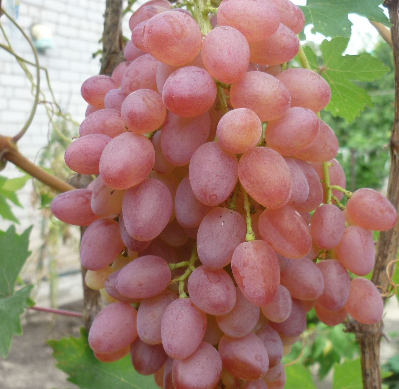 Крымский Лучистый виноград